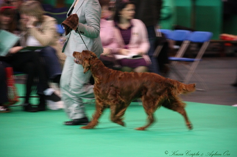 Crufts2011 038.jpg